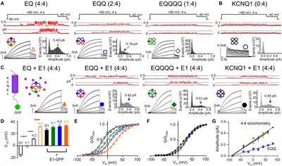 Gating and Regulation of KCNQ1 and KCNQ1 + KCNE1 Channel Complexes